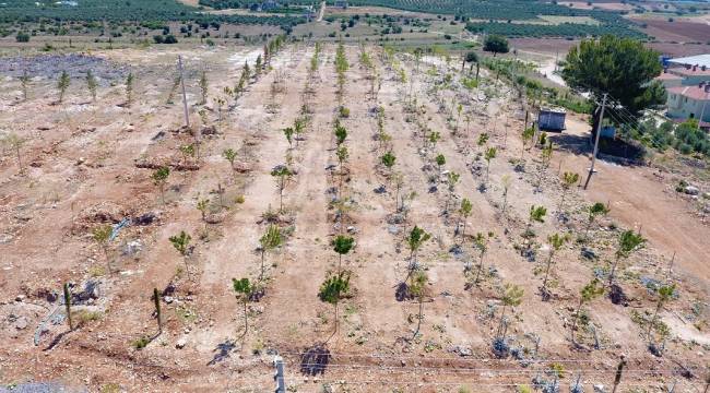 Bulgurca'ya Yeni Orman Alanı