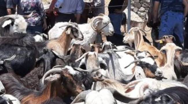 Kırkım yapıldı, şenlik gelecek seneye kaldı 