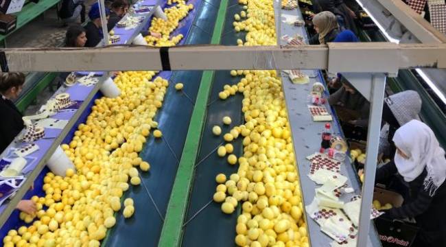 Limon ihracatında ön izin şartı kaldırıldı