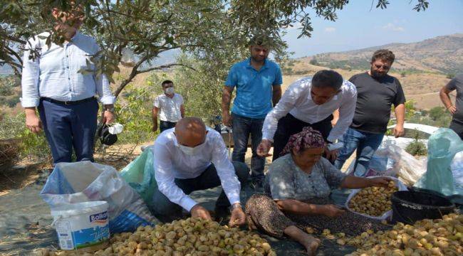 Yılmazlar ve Polat tarlada işçilerle İncir topladı