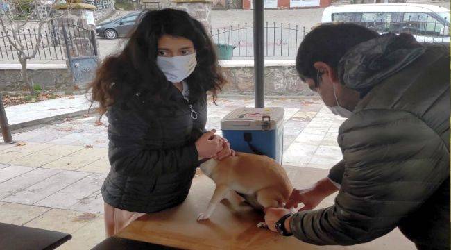 Aliağa'da Tek Tırnaklı Hayvanlara Çipli Takip