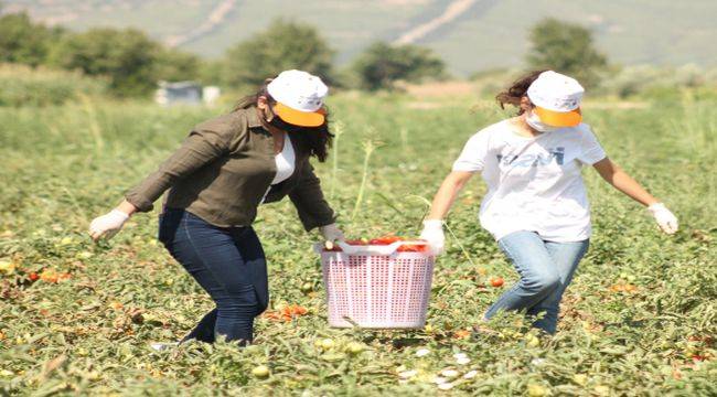 İhtiyaç Sahipleri İçin Gönüllü Son Hasat