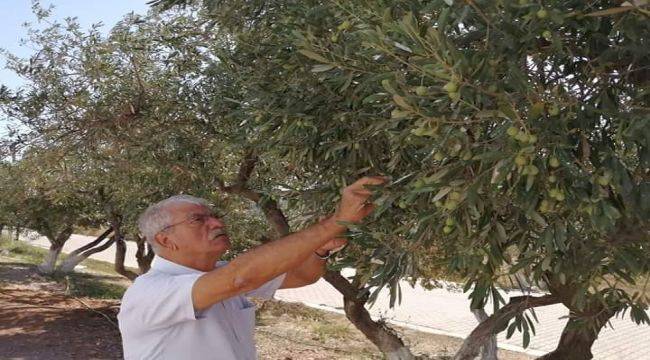 Zeytin Koruma Kanunu