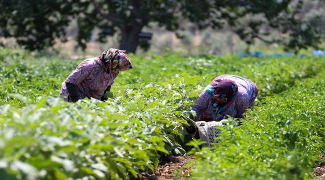 Buca'da üreticinin ilk hasat coşkusu