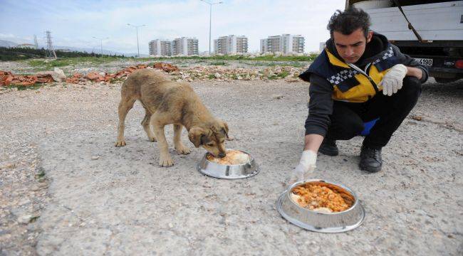 Buca'da sokak hayvanları sahipsiz değil