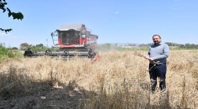 İlk Defa Belediye Arazisinde Buğday Hasadına Başlandı