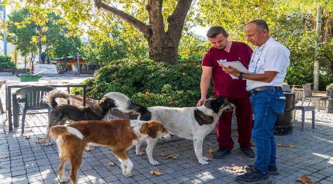 İzmir'de Sahipsiz Köpeklerin Sayımı Başladı